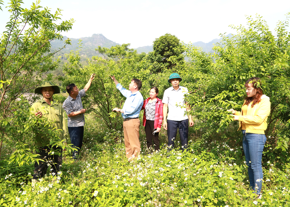 Người dân thôn 2 Thắng Lợi, xã Nậm Dịch cải tạo vườn tạp, góp phần thực hiện tiêu chí Thu nhập.

