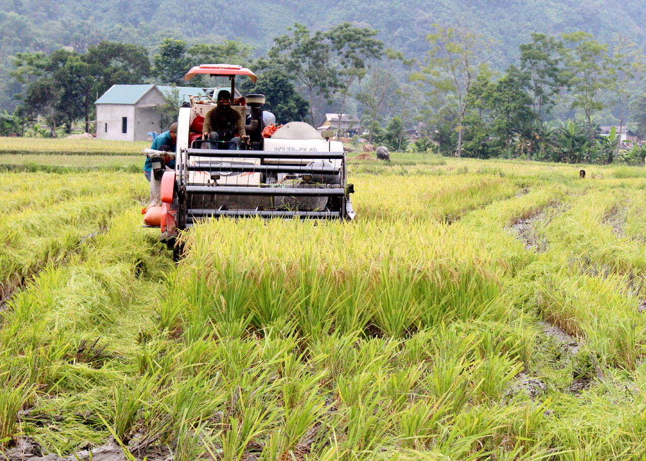 Máy gặt “3 trong 1” được người dân các xã Yên Định, Minh Ngọc (Bắc Mê) sử dụng thu hoạch lúa.
