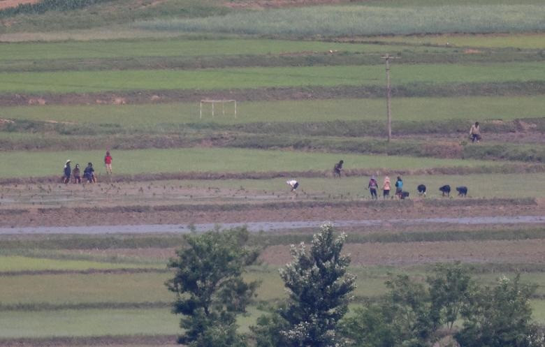 Một cánh đồng ở làng Kaepoong, Triều Tiên.