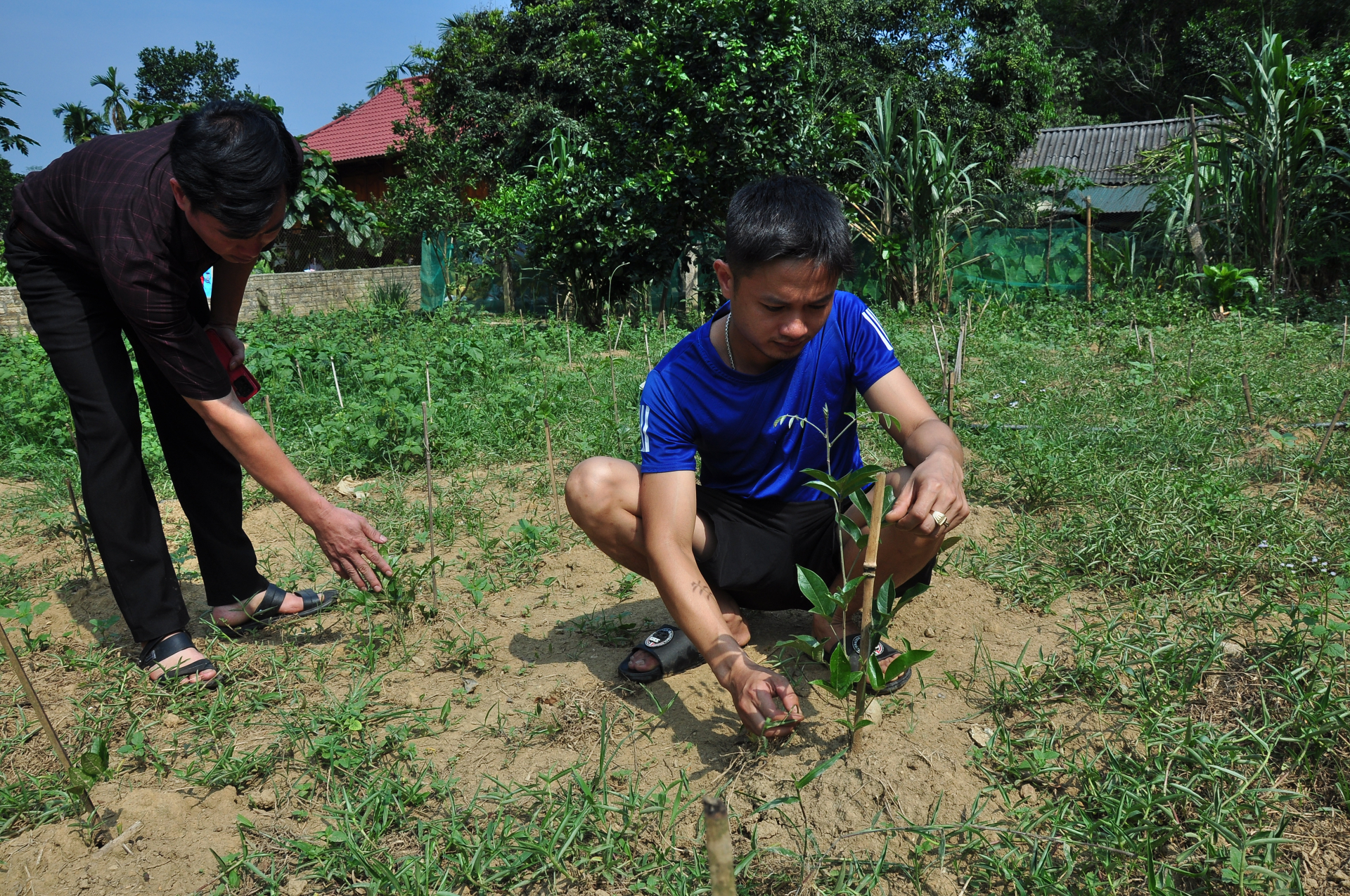 Cây Sâm cát được HTX dược liệu xã Yên Hà (Quang Bình) liên kết đưa vào trồng mở rộng.