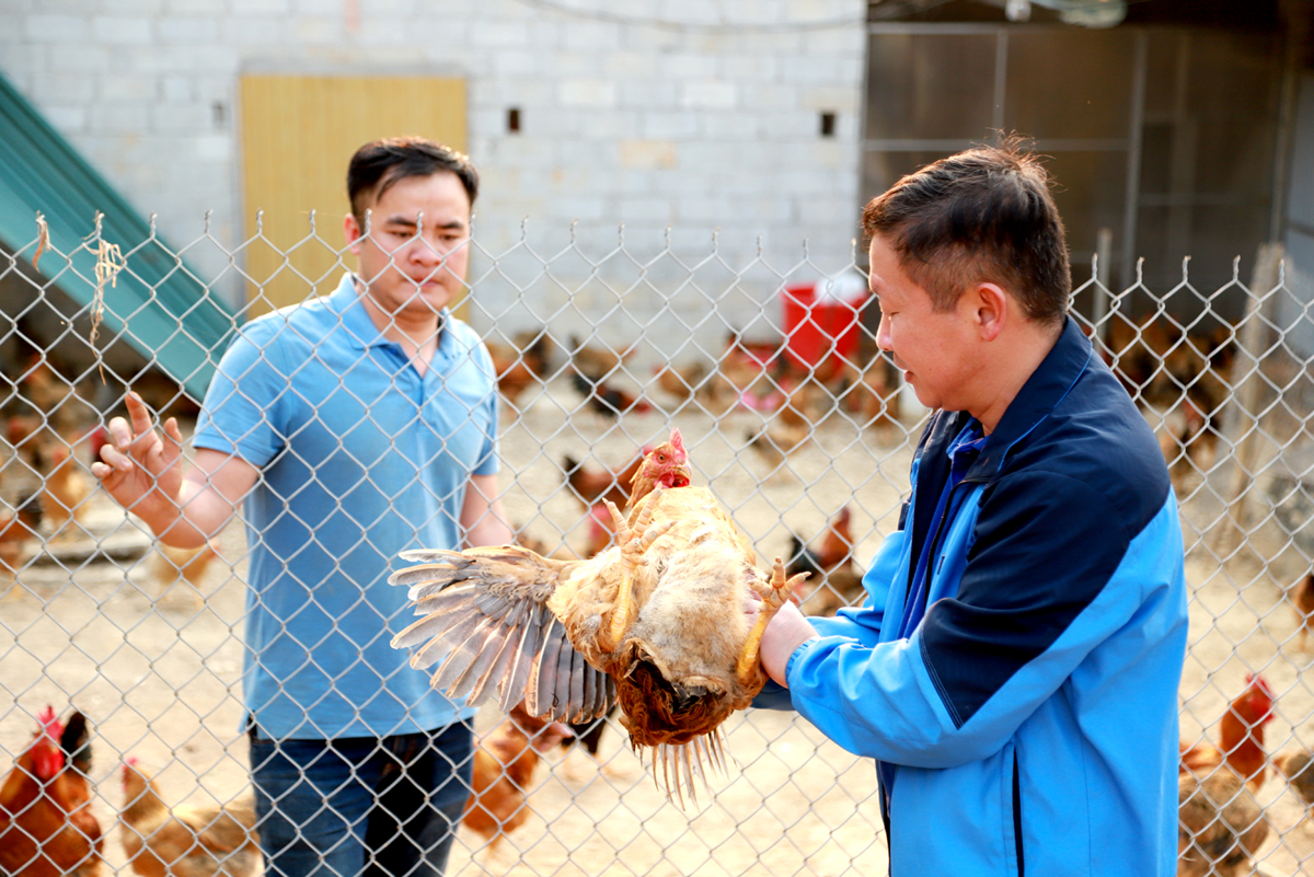 Trang trại chăn nuôi gà của thanh niên Hà Văn Ngọc (trái) đem lại hiệu quả kinh tế cao. 						Ảnh: DUY TUẤN
