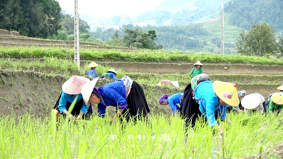 BHG - Những ngày này, tranh thủ thời tiết thuận lợi bà con nông dân huyện Xín Mần đang huy động nhân lực, phương tiện khẩn trương cấy lúa vụ Mùa đảm bảo khung thời vụ.