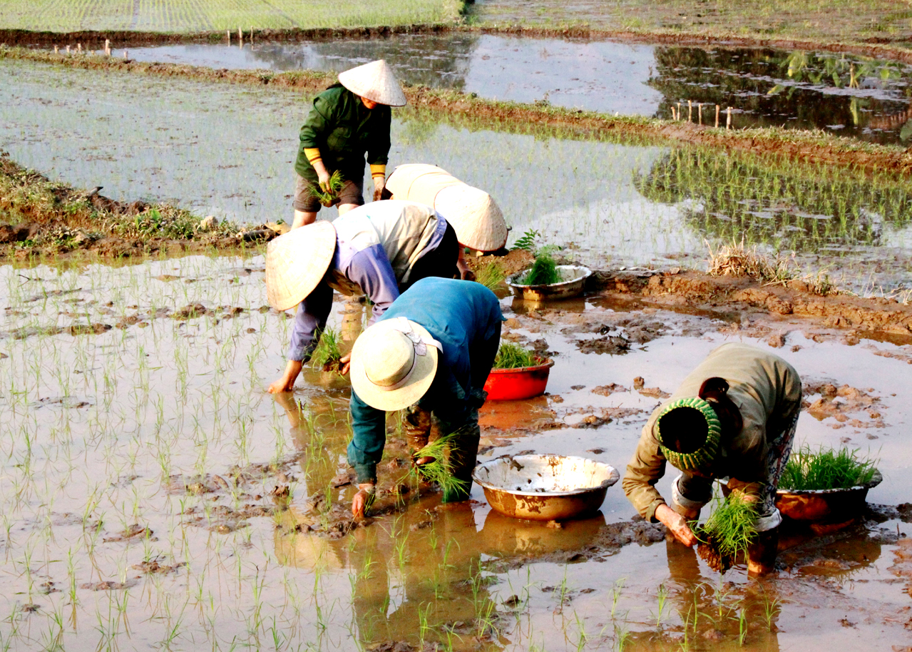 Người dân thị trấn Nông trường Việt Lâm (Vị Xuyên) cấy lúa vụ Mùa.
