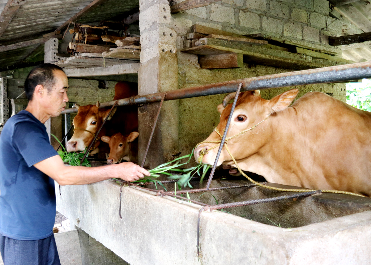 Hộ nghèo Hầu Sào Ngán, thôn Thanh Long, xã Thanh Vân được hỗ trợ bò giống để phát triển chăn nuôi.
