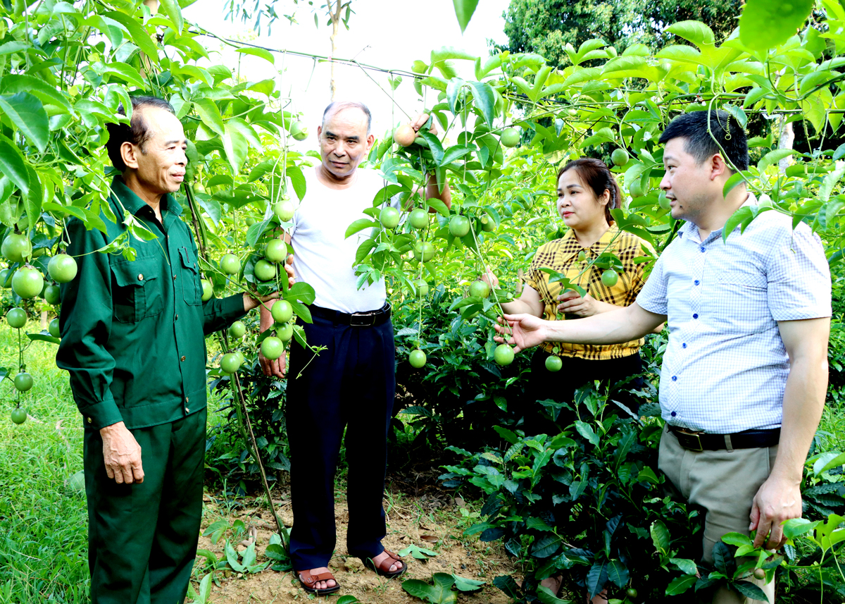 Đảng viên Phạm Đức Tương (ngoài cùng bên trái) hướng dẫn người dân cách chăm sóc Chanh leo tím.
