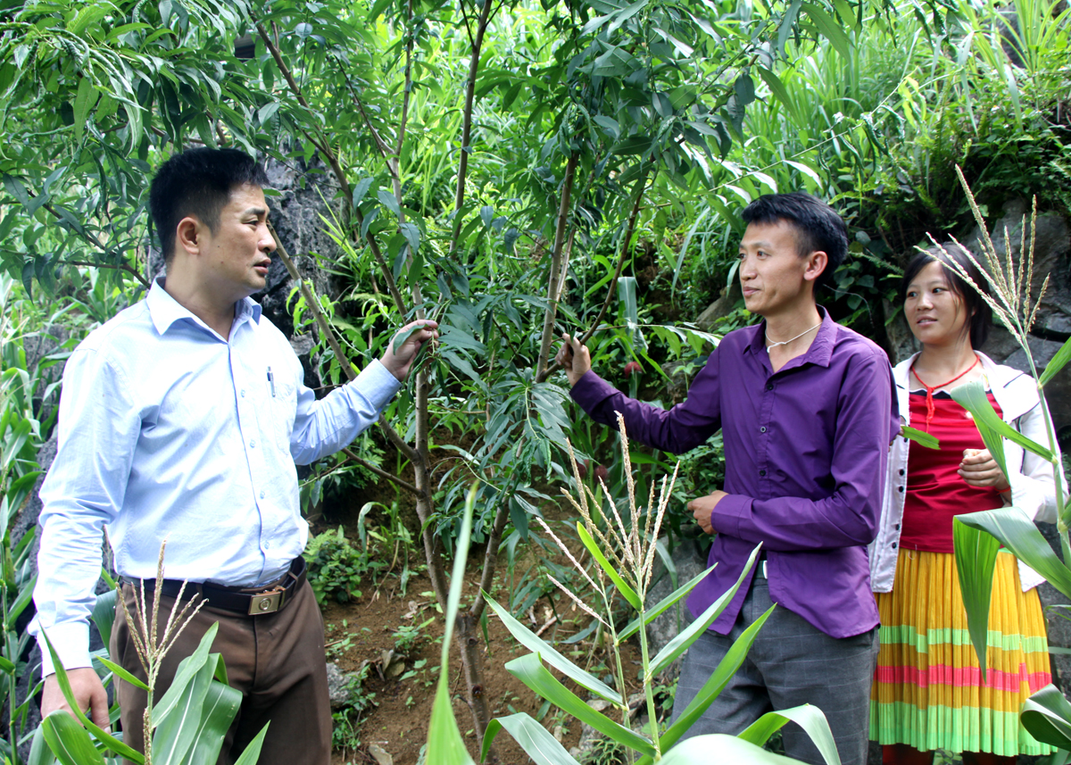 Lãnh đạo xã Cán Tỷ (Quản Bạ) kiểm tra tình hình phát triển của cây Đào ôn đới tại thôn Sảng Cán Tỷ.
