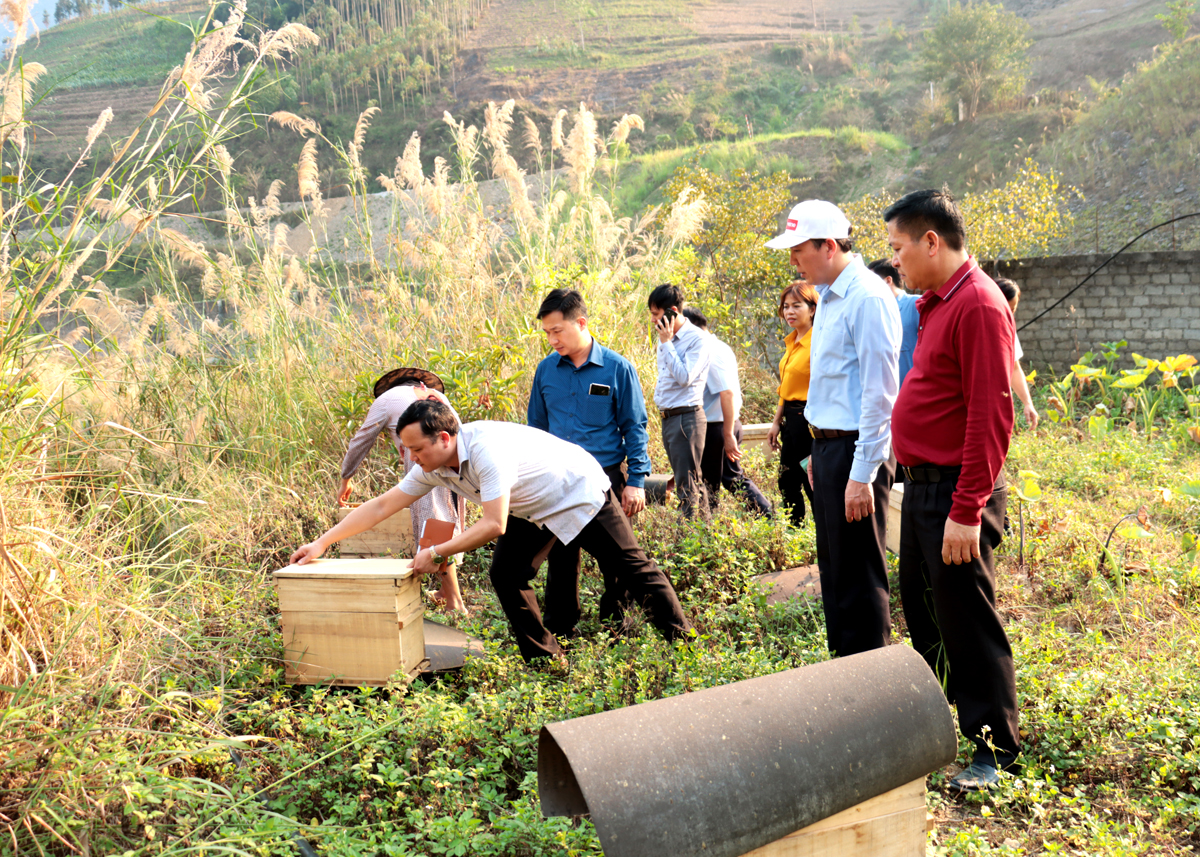 Lãnh đạo huyện tham quan mô hình nuôi ong Bạc hà của Hợp tác xã Tuấn Dũng.
