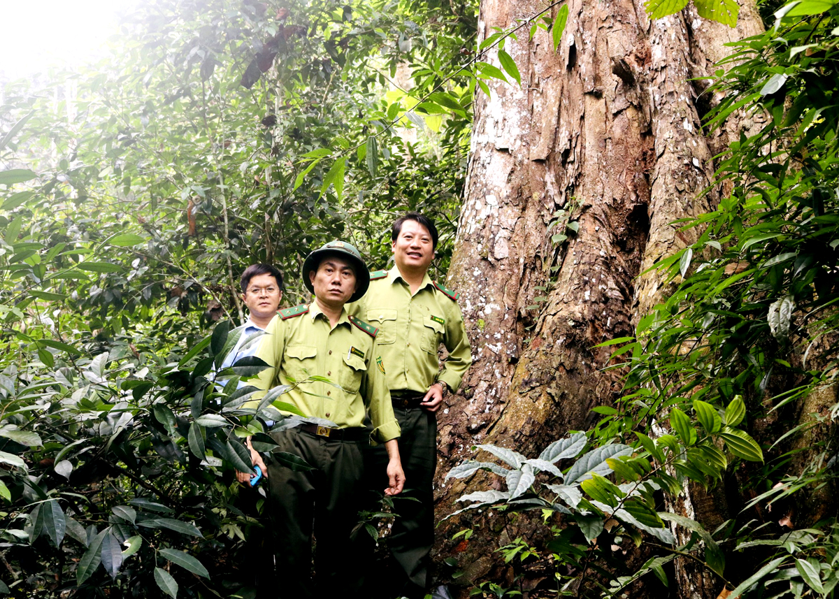 Cán bộ Hạt Kiểm lâm rừng Đặc dụng Phong Quang - Tây Côn Lĩnh kiểm tra, bảo vệ cây Nghiến cổ thụ.
