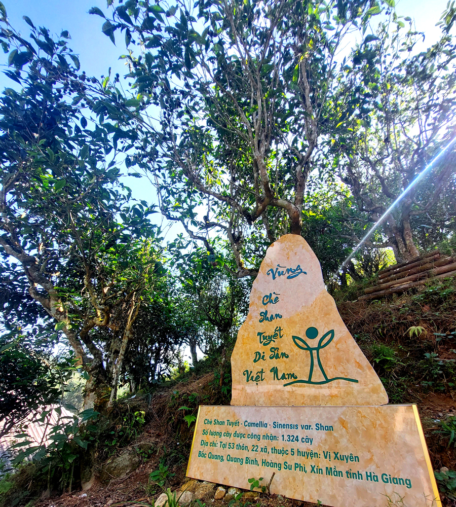 Những cây chè đã được công nhận cây di sản ở thôn Phìn Hồ, xã Thông Nguyên.
