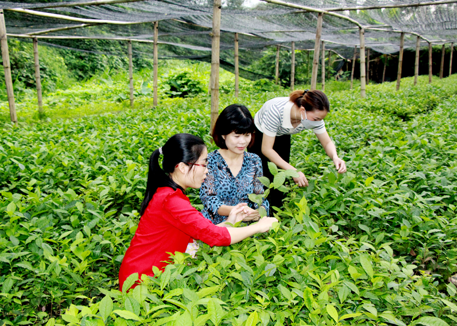 Vườn ươm giống chè Shan tuyết của Nhà máy chè Quang Bình.
