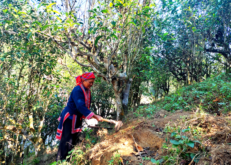 Người dân thôn Phìn Hồ, xã Thông Nguyên chăm sóc cây chè cổ thụ.