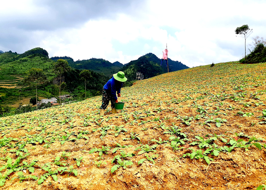 Tháng 9 người dân xã Xín Mần vào vụ trồng củ cải.
