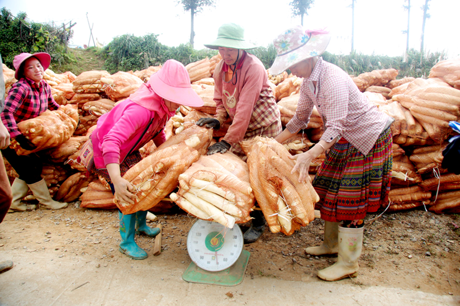 Công ty TNHH Việt Nam Misaki thu mua củ cải cho người dân, với giá 2.000 đồng/kg.