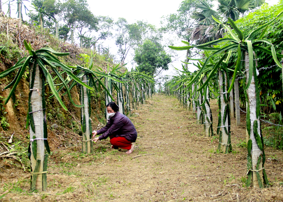 Phụ nữ xã Phương Thiện (thành phố Hà Giang) trồng Thanh long cải tạo vườn tạp.

