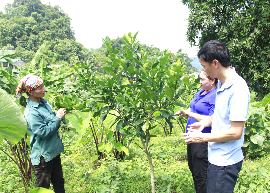 Người dân xã Tùng Bá (Vị Xuyên) trồng Bưởi da xanh cải tạo vườn tạp để thoát nghèo.