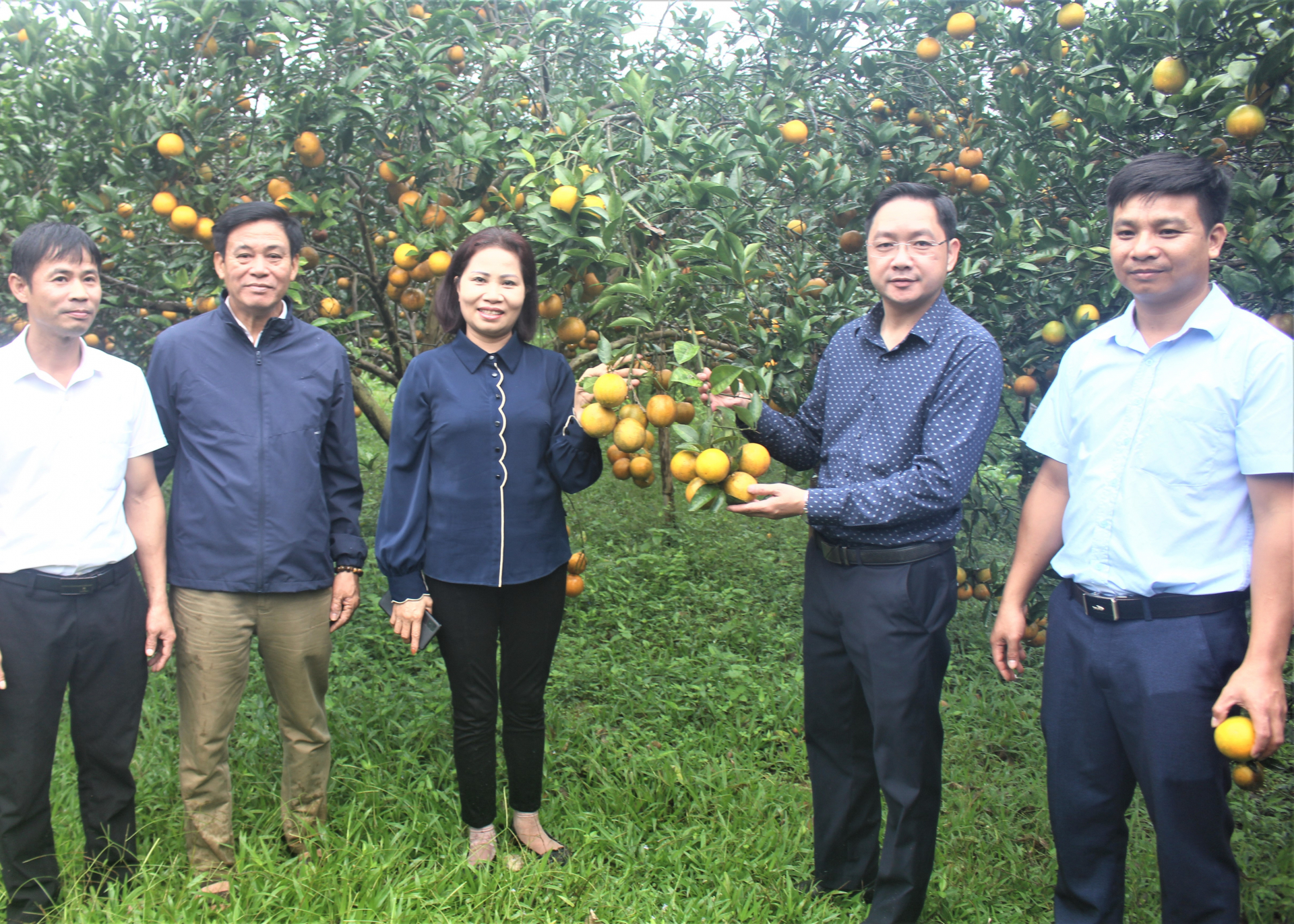 Lãnh đạo Trung tâm Khuyến nông tỉnh cùng lãnh đạo huyện Quang Bình thăm mô hình cam rải vụ theo VietGap của gia đình ông Đặng Văn Hải, thôn Chàng Mới