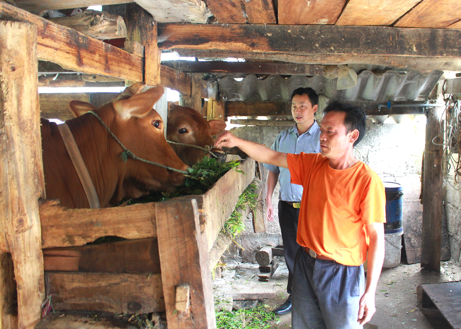 Từ số tiền hỗ trợ đã giúp gia đình ông Vừ Sính Chá, thôn Đoàn Kết, xã Sủng Là (Đồng Văn) phát triển chăn nuôi bò sinh sản.