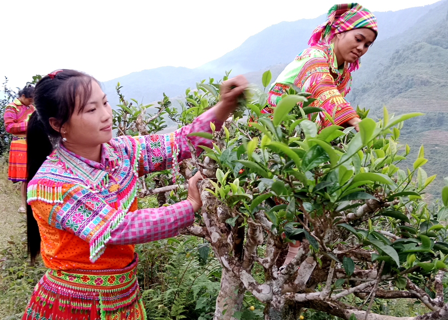 Cây chè Shan tuyết giúp phụ nữ vùng cao có thu nhập.