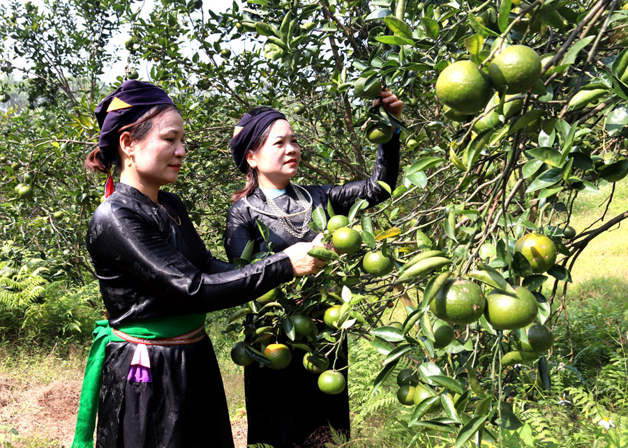 Cam Sành được người dân xã Việt Hồng (Bắc Quang) sản xuất đảm bảo chất lượng cung cấp tới người tiêu dùng.
