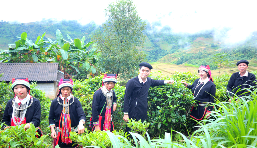 Trưởng Ban Tuyên giáo Tỉnh ủy Vũ Mạnh Hà tham gia hái chè cùng người dân thôn Tiến Hòa.
