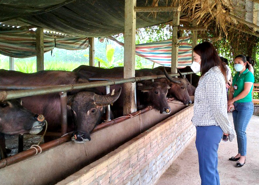 Phát triển chăn nuôi theo quy mô gia trại được nhân rộng ở Bắc Quang.