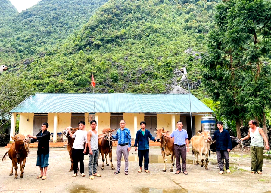 Trung ương Hội Nông dân Việt Nam hỗ trợ bò cho người dân xã Pả Vi (Mèo Vạc).