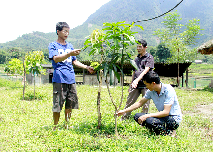 Người dân xã Tùng Bá (Vị Xuyên) cải tạo vườn tạp, phát triển kinh tế, vươn lên thoát nghèo.
