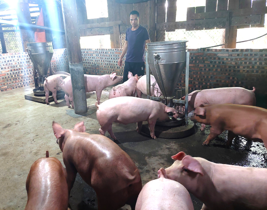Mô hình nuôi lợn thương phẩm đem lại thu nhập cao của gia đình anh Trịnh Đăng Chiều, thôn Phìn Hồ, xã Tả Sử Choóng.            Ảnh: NGUYỄN PHƯƠNG
