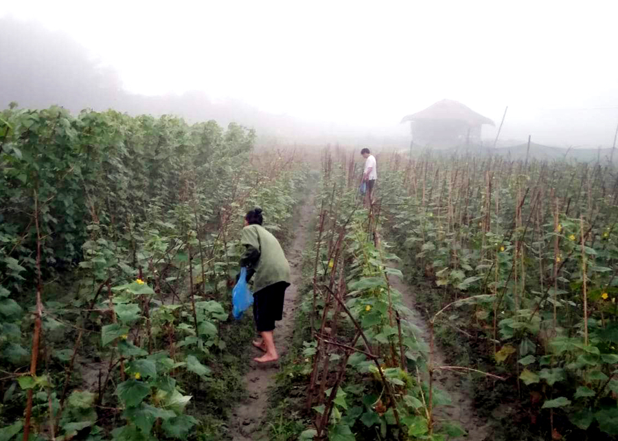 Thu hoạch sản phẩm cây vụ Đông ở xã Xuân Giang (Quang Bình).