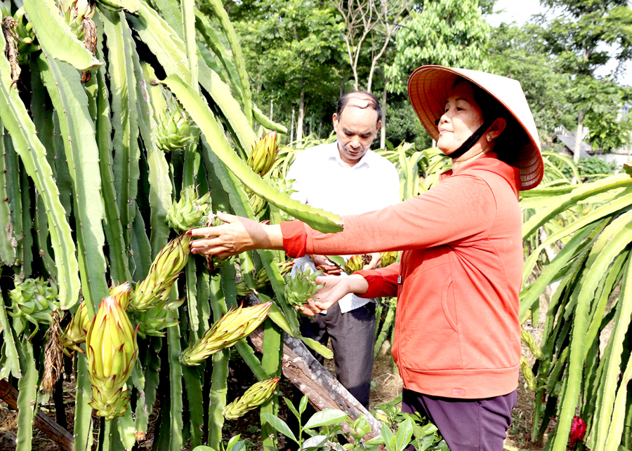 Người dân thôn Tự Lập, thị trấn Vĩnh Tuy cải tạo vườn tạp sang trồng Thanh long ruột đỏ.