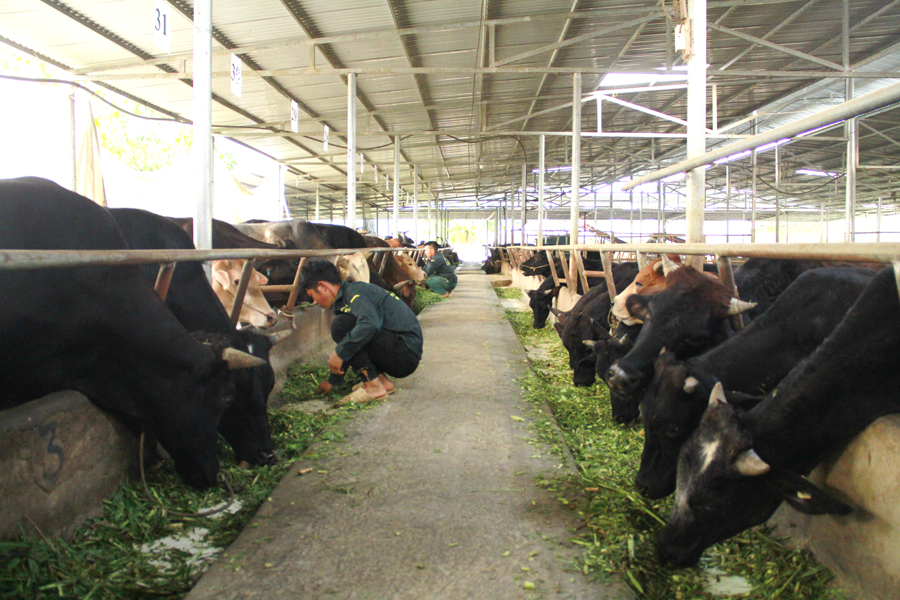 Người dân xã Thuận Hòa (Vị Xuyên) phát triển chăn nuôi quy mô trang trại mang lại thu nhập cao. 					Ảnh: BIỆN LUÂN