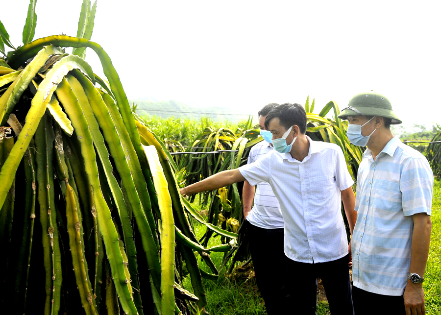 Trồng cây Thanh long giúp người dân xã Đồng Yên có thu nhập ổn định.
