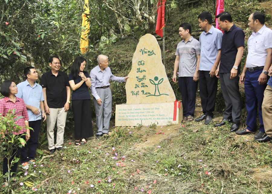 Công bố quần thể cây chè Shan tuyết cổ thụ Hà Giang là cây Di sản.

