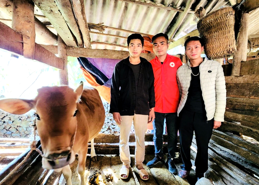 Cán bộ Hội Chữ thập đỏ trao tặng bò cho gia đình khó khăn tại xã Cán Chu Phìn (Mèo Vạc).