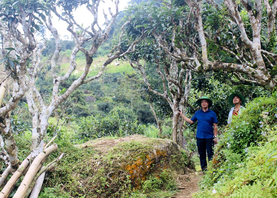 Chi cục Trồng trọt và Bảo vệ thực vật đánh giá hiện trạng cây chè Shan tuyết cổ thụ tại huyện Hoàng Su Phì.