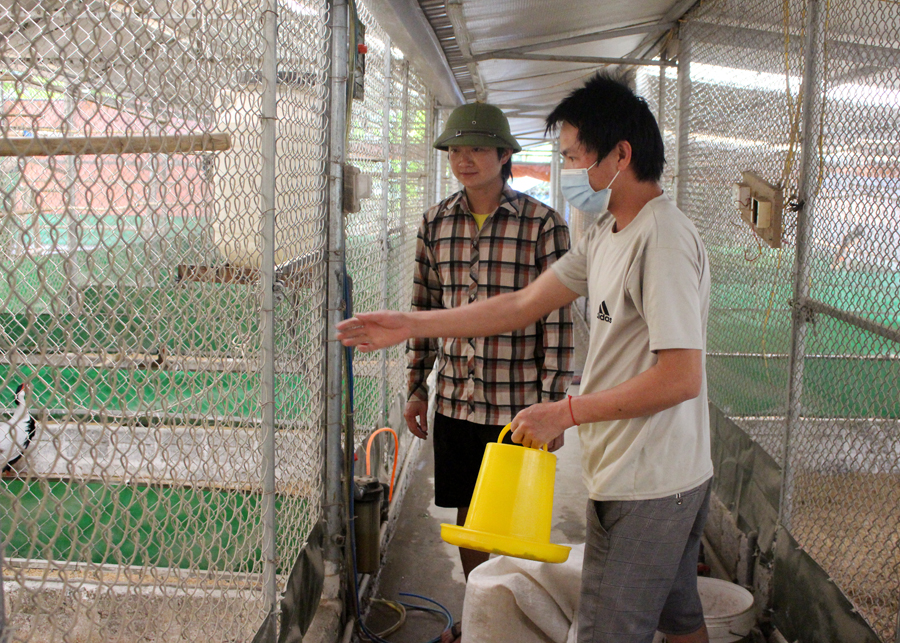 Lưu Duy Đông cùng người lao động chăm sóc đàn chim