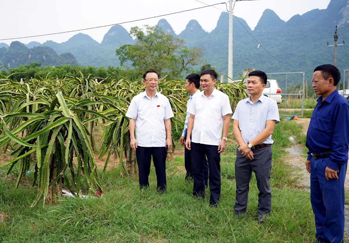 Phó Bí thư Thường trực Tỉnh ủy, Chủ tịch HĐND tỉnh Thào Hồng Sơn kiểm tra một số mô hình phát triển kinh tế tại xã Phong Quang
