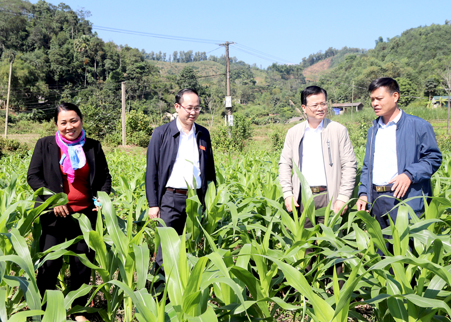 Chủ nhiệm UBKT Tỉnh ủy Trần Quang Minh và Bí thư Huyện ủy Bắc Quang Hà Việt Hưng tham quan mô hình trồng cây vụ Đông của đảng viên tại cơ sở.