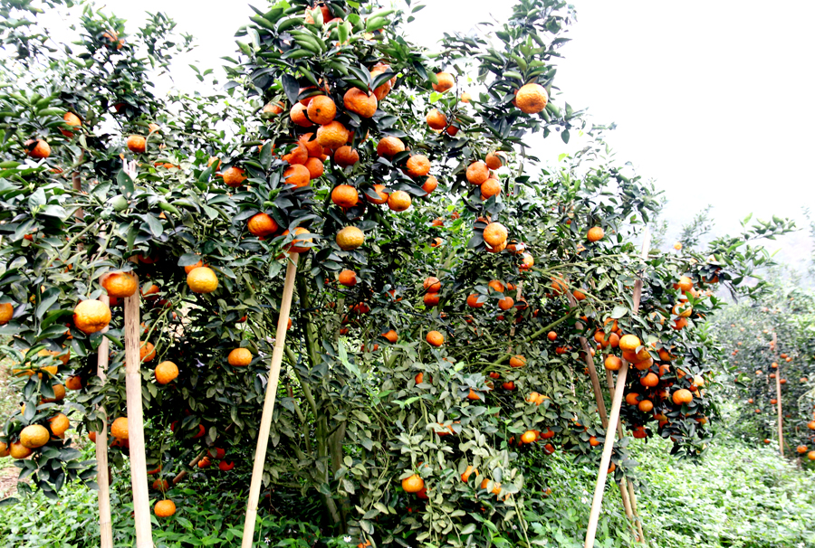  Sau thâm canh, nhiều vườn cam Sành tại huyện Bắc Quang cho quả đồng đều, mẫu mã đẹp, chất lượng được nâng lên.    			Ảnh: THU PHƯƠNG
