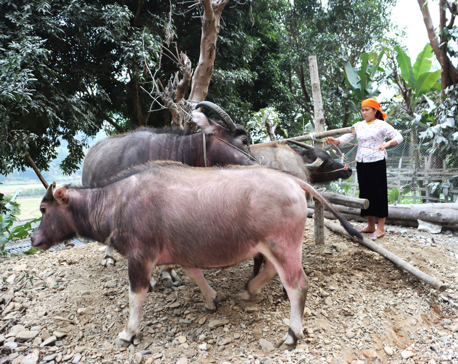 Nông dân xã Niêm Sơn (Mèo Vạc) chăn nuôi trâu hàng hóa.