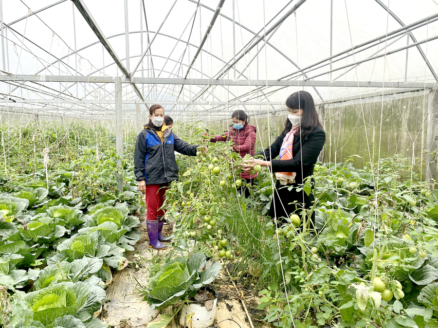 Chị Bùi Thị Vường, thôn Hùng Tâm, xã Hùng An, Bắc Quang (ngoài cùng bên trái) trồng rau, củ trong nhà lưới cho thu nhập trên 150 triệu đồng mỗi năm.                                                   Ảnh: BIỆN LUÂN


