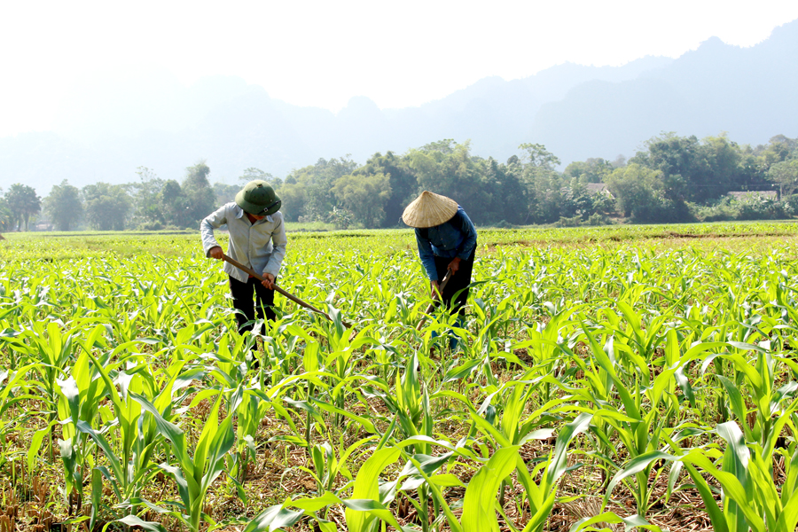 Nông dân xã Linh Hồ (Vị Xuyên) luân canh, tăng vụ trồng ngô sinh khối vụ Đông.

