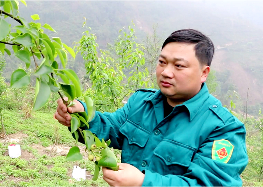 Anh Vương Ngọc Thắng chăm sóc vườn cây ăn quả.