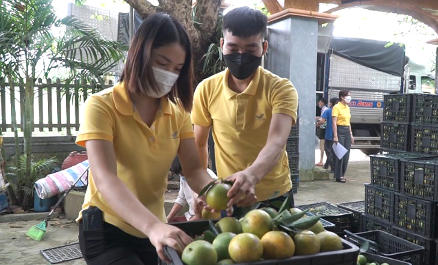 Nhân viên Bưu điện tỉnh hỗ trợ người dân tiêu thụ cam Vàng tại huyện Bắc Quang