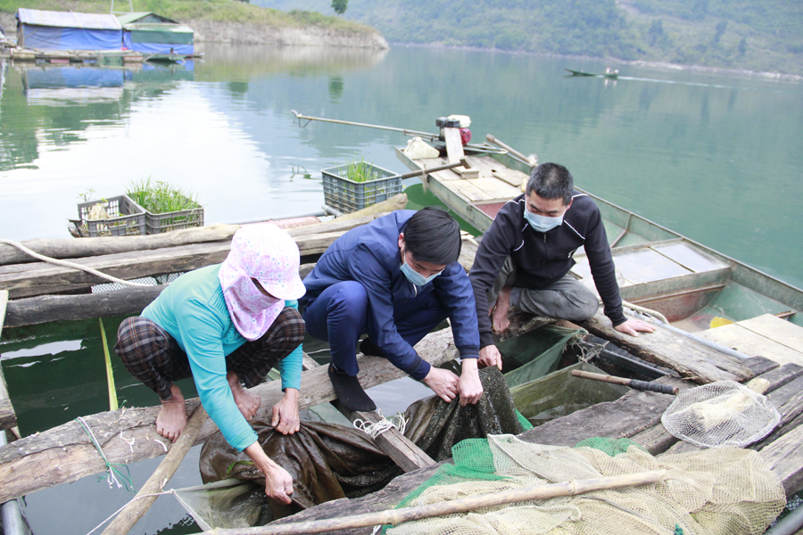 Nuôi cá lồng giúp gia đình ông Hoàng Trọng Vinh thôn Tả Luồng, xã Thượng Tân (ngoài cùng bên phải) có thu nhập trên 200 triệu đồng mỗi năm.
