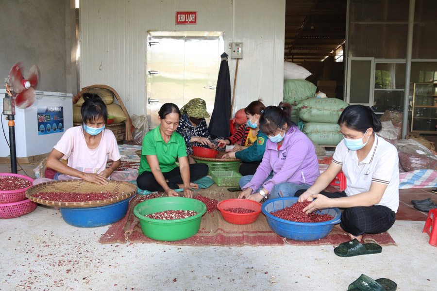 Hợp tác xã Nông sản dầu lạc Đồng Yên (Bắc Quang) thực hiện tốt nghĩa vụ nộp thuế, tạo việc làm cho nhiều lao động địa phương.

