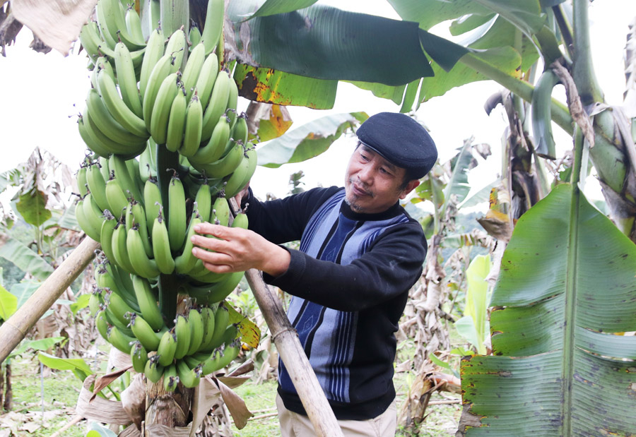 Cải tạo vườn tạp sang trồng chuối tiêu xanh Nam Mỹ giúp gia đình ông Nguyễn Công Giá, xã Ngọc Đường (TPHG) nâng cao thu nhập.                  

