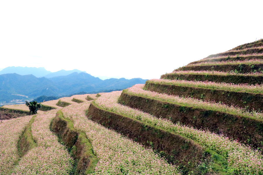 Hoa Tam giác mạch trải dài trên sườn đồi những ngày Xuân.
