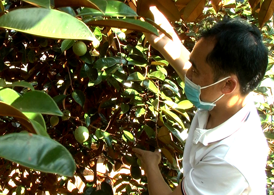 Vườn cây ăn quả sau cải tạo của gia đình anh Mai Minh Thưởng, thôn Tùng Nùn phát triển tốt.
