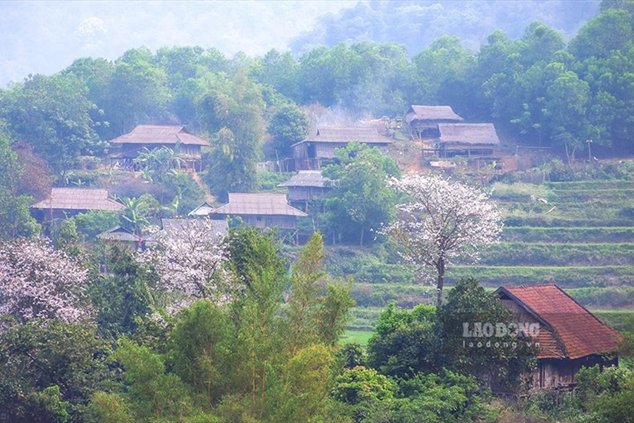 Lễ hội Hoa Ban đã có nguồn gốc từ xa xưa và mang yếu tố văn hóa tâm linh, tín ngưỡng của dân tộc Thái.